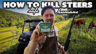 How I'm Killing our Steers (Safely + Humanely)