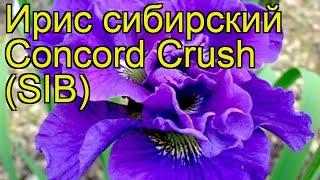 Ирис сибирский Конкорд Краш (СИБ). Краткий обзор, описание iris sibirica Concord Crush (SIB)