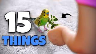 15 Things You NEED for your Bird