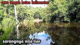 mancing nila liar di pedalaman hutan Kalimantan// #mancingikannila #lumut