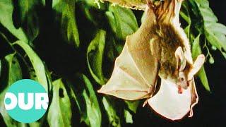 The Rarely Seen Nightlife Of Bats & Why They Are Vital For The Earth | Our World