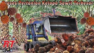 Pertanian Kelapa Sawit Modern Dari Indonesia Dan Malaysia