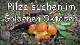 Pilze suchen im goldenen Oktober