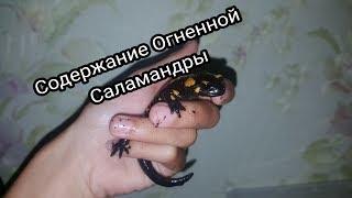 Содержание Огненной Саламандры