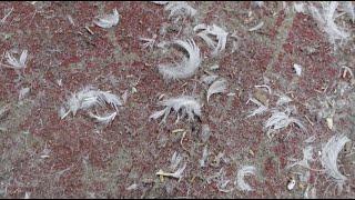 I saved the CARPET DAMAGED BY CHICKENS  After washing and beating it looks like a work of art 