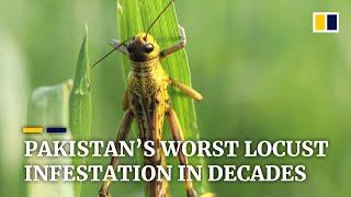 Locust invasion devastates crops as Pakistan suffers worst infestation in two decades