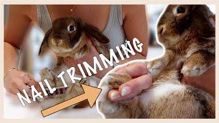 THE ULTIMATE RABBIT GROOMING VIDEO (Nail Trimming, Brushing the Underbelly and MORE)