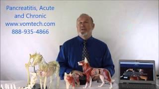 Pancreatitis, Acute and Chronic in the Dog and Cat