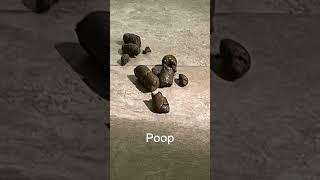 POOP 