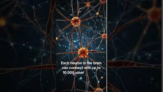 "Neural Networks: How Each Neuron Forms Thousands of Connections in the Brain"