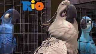 Rio (2011) - Nigel captured the blue macaws