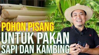 Gedebog Pisang Untuk Pakan Sapi Dan Kambing Mengandung Mineral