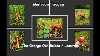 Found Edible #mushroom  for the First time/Orange Oak #bolete  or Leccinum aurantiacum