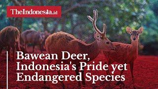 Bawean Deer, Indonesia's Pride yet Endangered Species