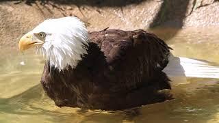 Bald Eagle Biography for Kids at Bird Watching Academy