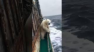 ‍️ Tiny Polar Bear's Heartwarming Rescue!  #PolarBearRescue #WildlifeConservation #ArcticAnimals