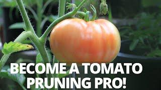 How to Prune Indeterminate Tomatoes & Identify Suckers