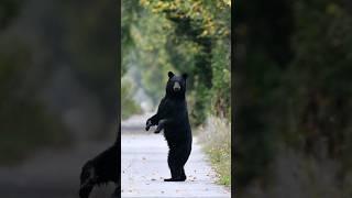 Climbs trees excellently. Black bear #bear # #wildlife #youtubehighfive