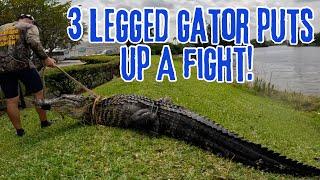 3 LEGGED GATOR PUTS UP A FIGHT!!