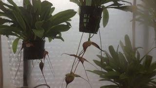 Dracula Vampira Orchid care in spike set up in greenhouse on Vancouver Island