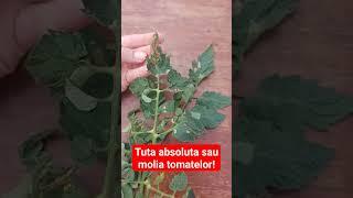 Tuta absoluta sau molia tomatelor #gradinarit #gradina #youtubeshorts #shorts