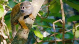 This Human Feature Gives Squirrel Monkeys Their Precise Grip