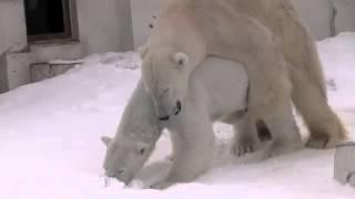 Polar Bears mating