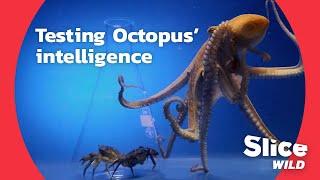 How clever is an octopus, really? | AI