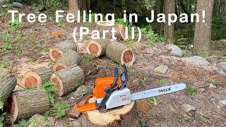 The FIRST Tree I Ever Felled - Part II | Tree Felling in Rural Japan - Improving! | Stihl MS250