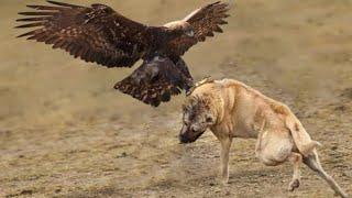 5 Most Epic Eagle Attacks Caught on Camera! Kangal Dog vs Eagle Attacks