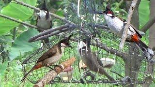 Bẫy chào mào -Bá đạo- Chế sào treo lồng bẫy, Ăn ngay hàng khủng đấu mồi | bẫy đấu chào mào, chaomao