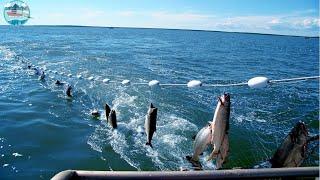 Amazing Catching and Processing Fish Right On Modern Big Boat - Automatic Fish Processing Line