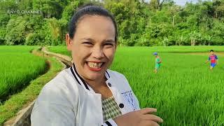 CEU RENREN NGONTROL SAWAH YANG LUAS DAN SANGAT ADEM SUASANA NYA