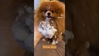 Шпиц в снегу, забавный щенок, шпиц на прогулке, снежки, питомец. Snow dog, winter’s pet, snowball