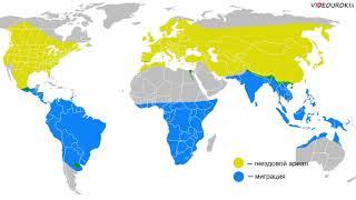 Видеоурок «Перелётные птицы»