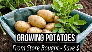 GROWING POTATOES from Store Bought - Save money $