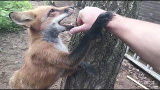 Alice the fox. The fox caught his hand in a jump.