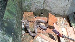 Monocled Cobra venomous Snake दोस्तों यह सांप डसने में महारत हासिल है Rescue From Dhanbad