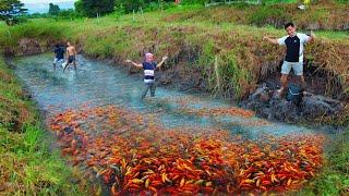 Amazing Fish Farming Harvest -Harvesting Thousands of Fish, Why do Fish grow so fast on mud-pond