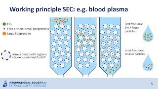 Size-exclusion chromatography to isolate extracellular vesicles