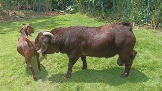 The Best Red Boer and Red Kalahari goat farm in village | Boer Goat Farm