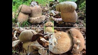 Sommersteinpilz, Eichensteinpilz, Buchensteinpilz, Boletus aestivalis