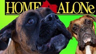 Brock the Boxer Dog : HOME ALONE!!!!