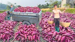 Use 3-Wheeled Truck To Harvesting Many Sweet Potato Goes To Countryside Market Sell. Free Bushcraft