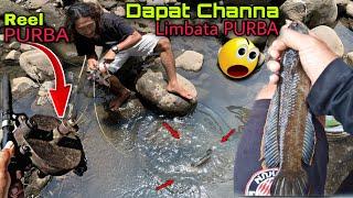 Mancing Channa Limbata super besar pakai pancing reelnya zaman Purba, mantap!!!