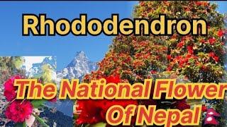 Why Nepal's National Flower is a Tree!?