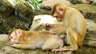 What's Coca Doing Well ? Monkeys Massage.