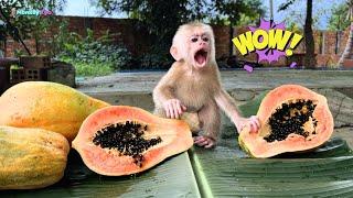 Baby monkey Kyo unexpectedly helps Dad pick super delicious papaya!