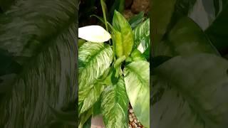 Peace Lily #yooragardentips #peacelilyplant