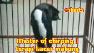 Masteran_Kicau | Terapi kacer mabung #shorts